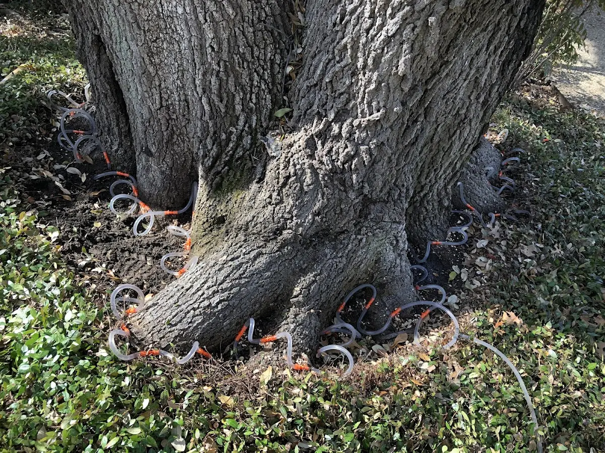 Detailed Tree Cabling and Bracing job site in Winterset