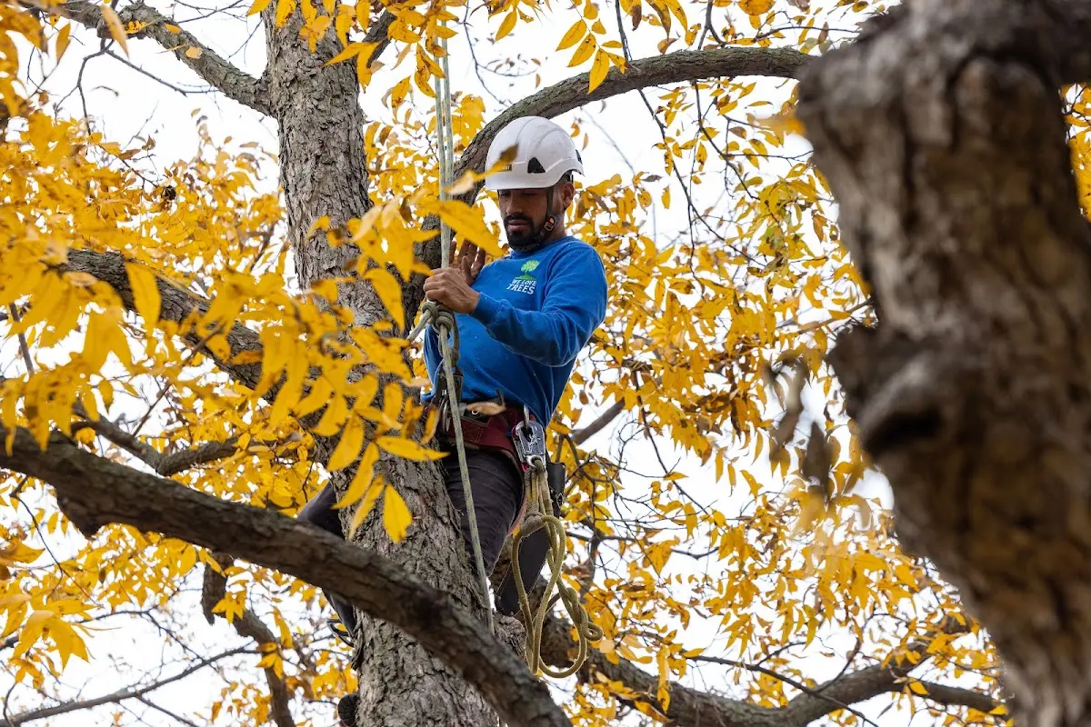 Skilled Tree Transplanting crew working in Winterset